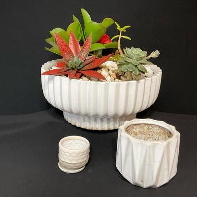 Live Succulents And White Pot Plants