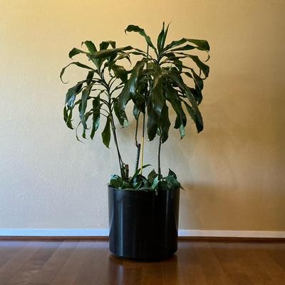 Live Corn Plant