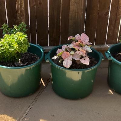 Live Plants