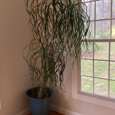Ponytail Palm In Pot