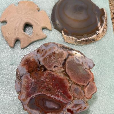 Unique Sand Dollar & Geodes
