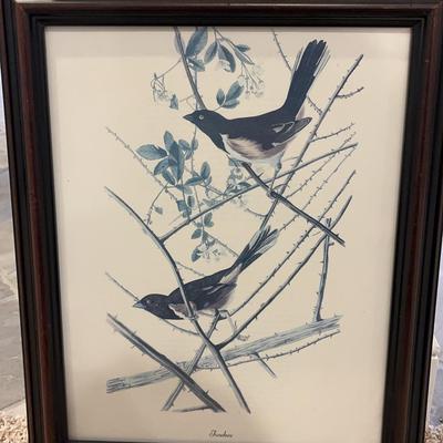 Wood-Framed John James Audubon “Towhee” Print