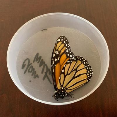 Monarch Butterfly Preservation