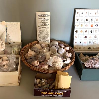 Collection Of Sea Shells