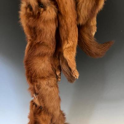 1940s Fox Stole