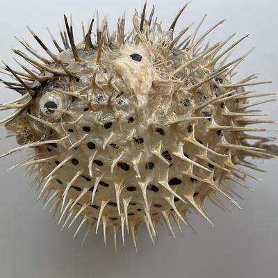 Puffer Fish Taxidermy 