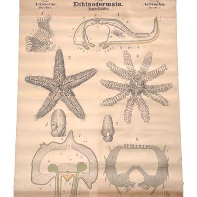 Antique Echinodermata Marine Bio Linen Back Poster