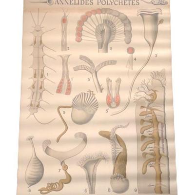Antique Remy Perrier Zoology Linen Backed Poster