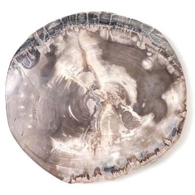Lot 220 palecek petrified wood slab