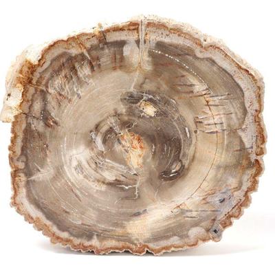 Lot 219 thick 19lbs petrified wood slab