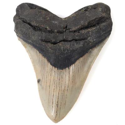Lot 225 very nice megalodon shark tooth 5 l
