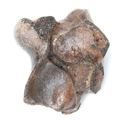 Lot 224 wonderful ancient wooly mammoth fossilized bone joint