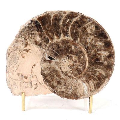 Lot 227 fine ancient ammonite fossil in matrix with stand