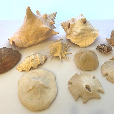 Seashell Lot 1