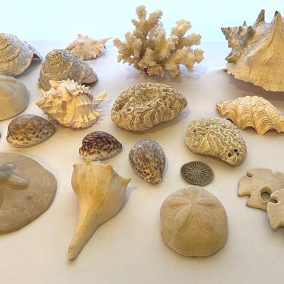 Seashell Lot 2
