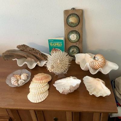 Large Gorgeous Seashells & Puffer Fish