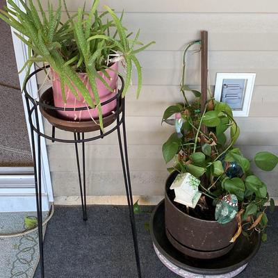 Houseplants 