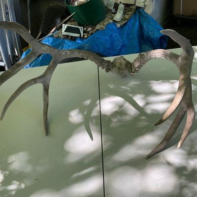 Antlers