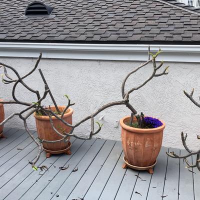 Four Plumerias in Planters