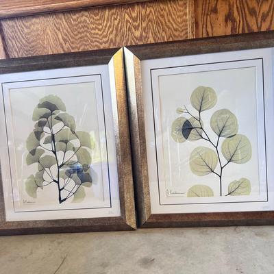 Albert Koetsier Art Prints Framed Sunkissed Eucalyptus & Aged Ginkgo 