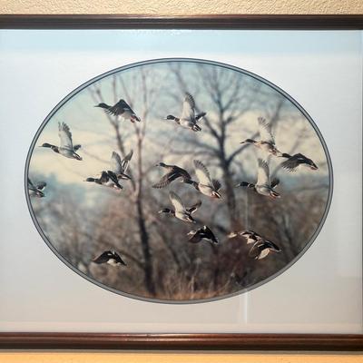 Framed Photography of Mallard Duck Flock