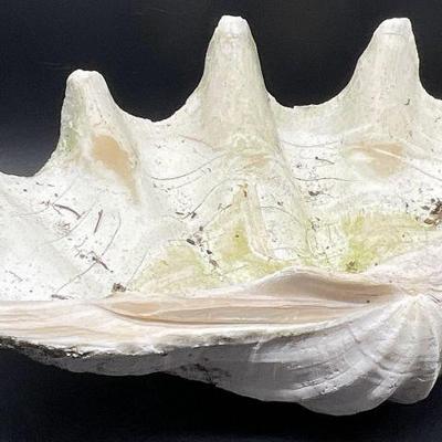 Natural Clam Shell Specimen, 7H x 16W Inches

