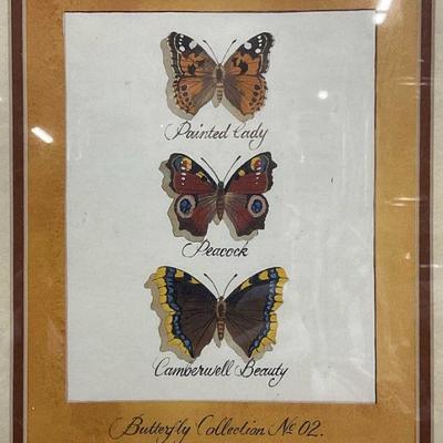 Framed Butterfly Specimen Lithograph Print
