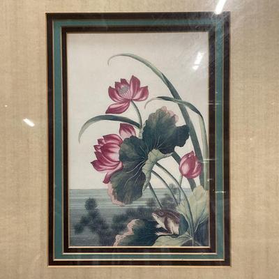 After Buchoz Chinese Red Water Lily Lithograph
