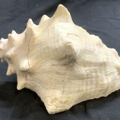 Vintage Conch Seashell Nautical Decor
