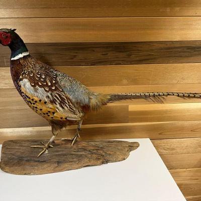 Ring Neck Pheasant - Taxidermy