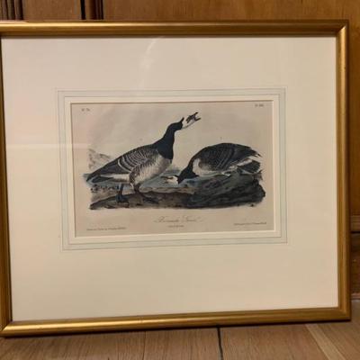 Early Audubon numbered litho!