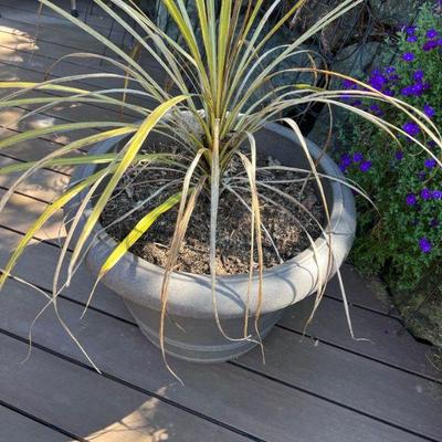 Potted plants