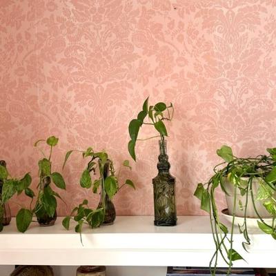Four Thriving House Plants In Vases And Pot