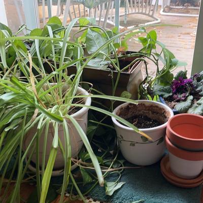 Collection of Small Plants & Planters