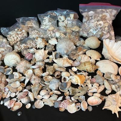 She’s Selling Sea Shell Collection