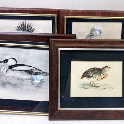 “Birds Of The British Islands” by Charles Stonham