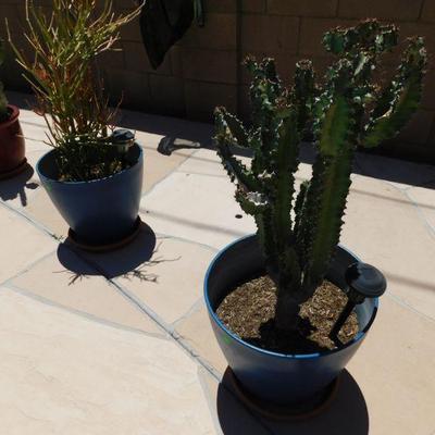 Live plants and Cacti