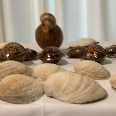 Shell Collection, 