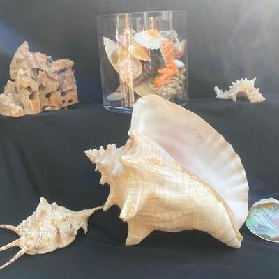 Conch, Shells, Petrified Wood, And Sea Lamp
