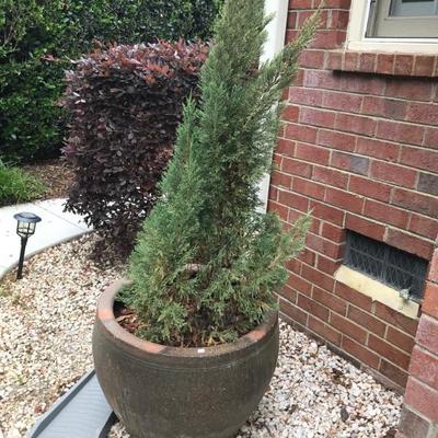 cedar tree $200
2 available
