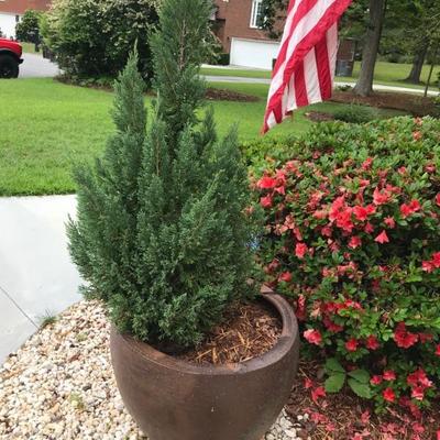 cedar tree $200
2 available