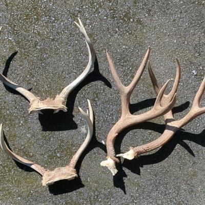 Antlers