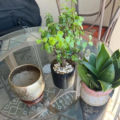 Indoor Plant Duo