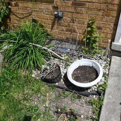 0421 back yard