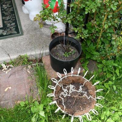 0387 back yard