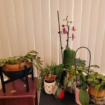 Indoor Garden 