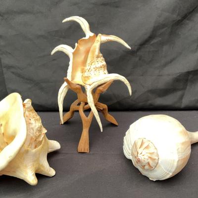 Decorative Sea Shell Trio | Spiny Murex, Moon Shell & Triton’s Horn | Natural Coastal Decor