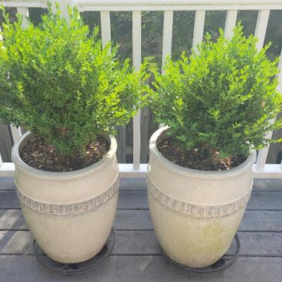 Two Planters, 404-400 