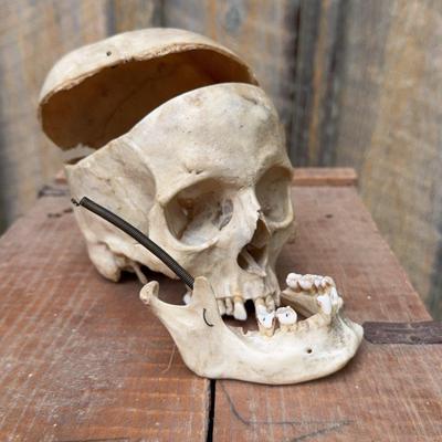 Dentist School Skull 