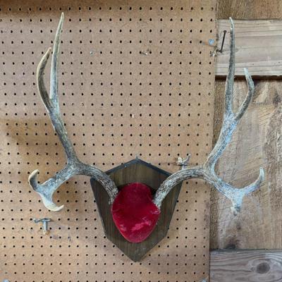 Mounted Deer Antlers #1